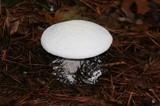 Amanita polypyramis image