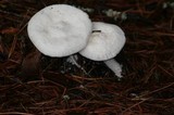 Amanita polypyramis image