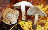 Inocybe corydalina image