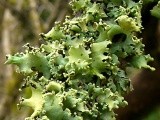 Parmotrema tinctorum image