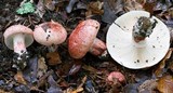 Hygrophorus russula image