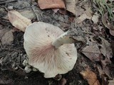 Entoloma abortivum image