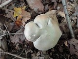 Tricholoma saponaceum image