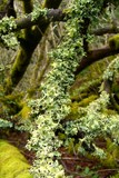Parmotrema tinctorum image