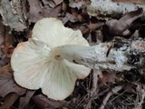 Tricholoma saponaceum image