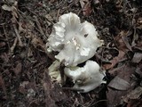 Tricholoma saponaceum image