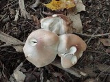 Tricholoma saponaceum image