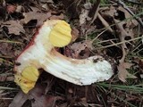 Boletus chippewaensis image