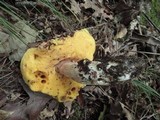 Boletus chippewaensis image