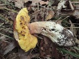 Boletus chippewaensis image