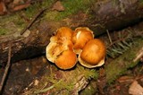 Gymnopilus luteofolius image