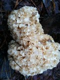 Sparassis americana image