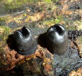 Camillea bilabiata image