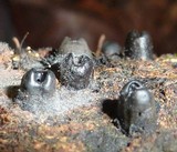 Camillea bilabiata image