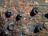 Camillea bilabiata image