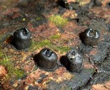 Camillea bilabiata image