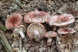 Hygrophorus russula image