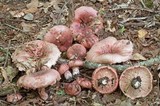 Hygrophorus russula image