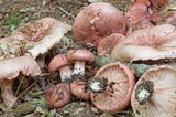 Hygrophorus russula image
