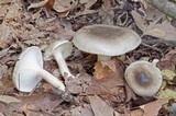 Hygrophorus occidentalis image