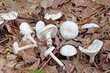 Hygrophorus eburneus image