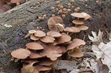Psathyrella piluliformis image
