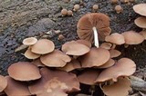 Psathyrella piluliformis image