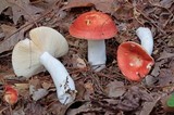 Russula decipiens image