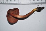 Cortinarius sanguineus image