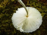 Leucocoprinus cretaceus image