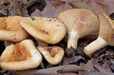 Lactarius psammicola image