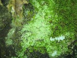 Botryolepraria lesdainii image