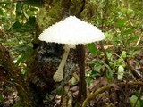 Leucocoprinus cretaceus image