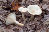 Lactarius maculatipes image