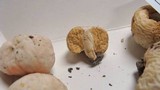 Macowanites americanus image