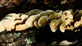 Gloeoporus dichrous image