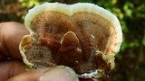 Gloeoporus dichrous image