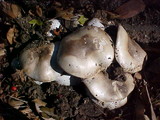 Agaricus californicus image