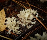 Clavulina coralloides image
