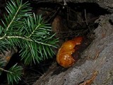 Fomitopsis schrenkii image