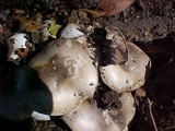 Agaricus californicus image