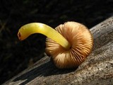 Pluteus romellii image
