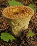 Gomphus kauffmanii image