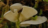 Pleurocybella porrigens image