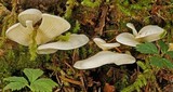 Pleurocybella porrigens image