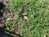 Agaricus californicus image