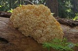 Hericium abietis image