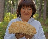 Hericium abietis image