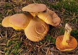 Chroogomphus tomentosus image