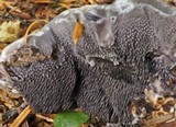 Hydnellum regium image